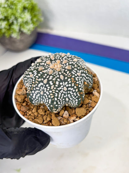 Astrophytum Star Shape (at3) (p3) | Very Rare Cactus