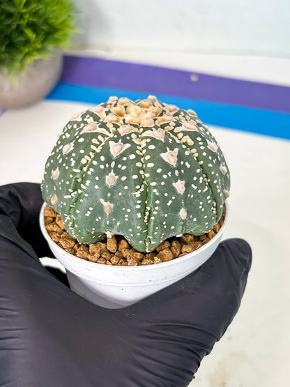Astrophytum V-Type (at6) (y3) | Rare Star Cactus