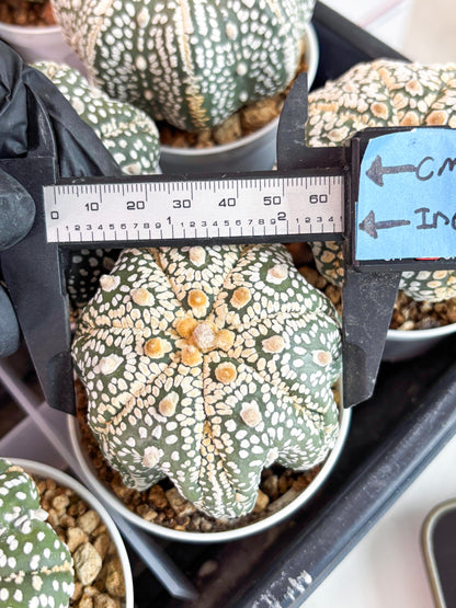 Astrophytum Super Kabuto (t7) (y6) | Imported Plants | 3" Pot