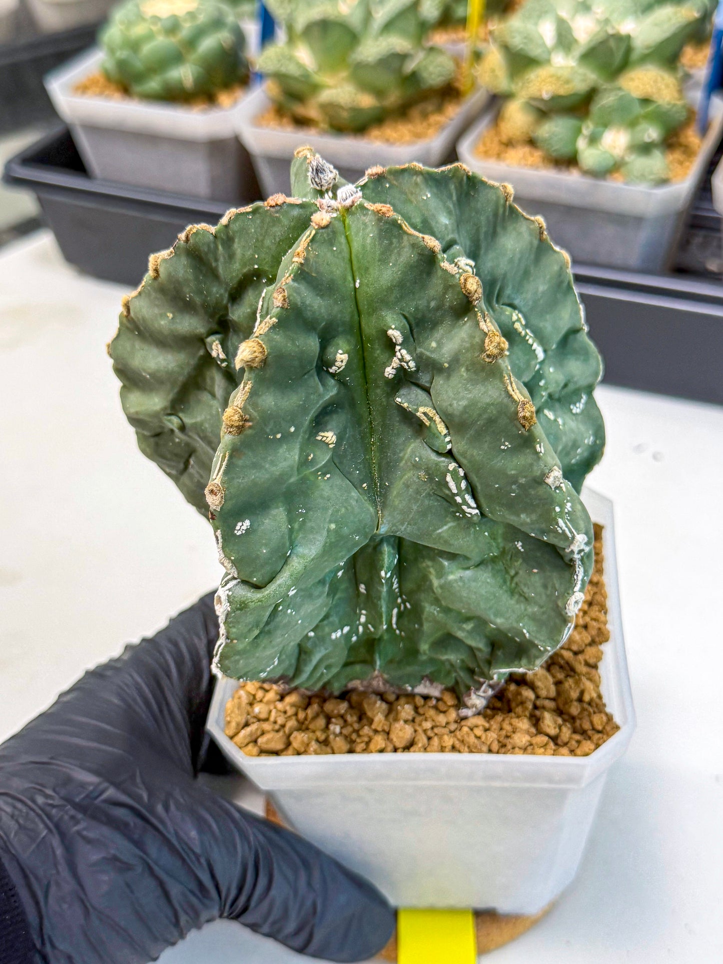 Astrophytum myriostigma 'Fukuryu' (yy) | Desert Plant