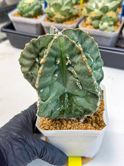 Astrophytum myriostigma 'Fukuryu' (yy) | Desert Plant