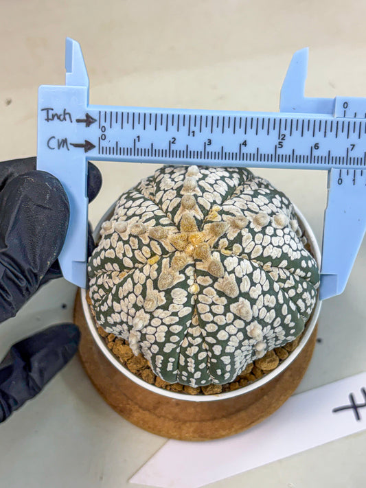 Astrophytum 5-Ribs (at7) (y7) | Living Rocks