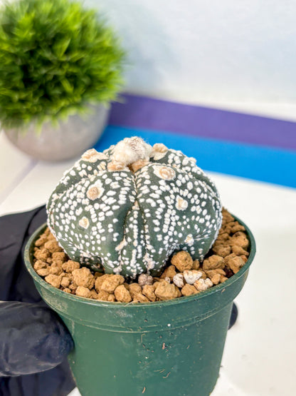Astrophytum Fukuryu (at8) (08) | Rare Plant | Succulent Cactus