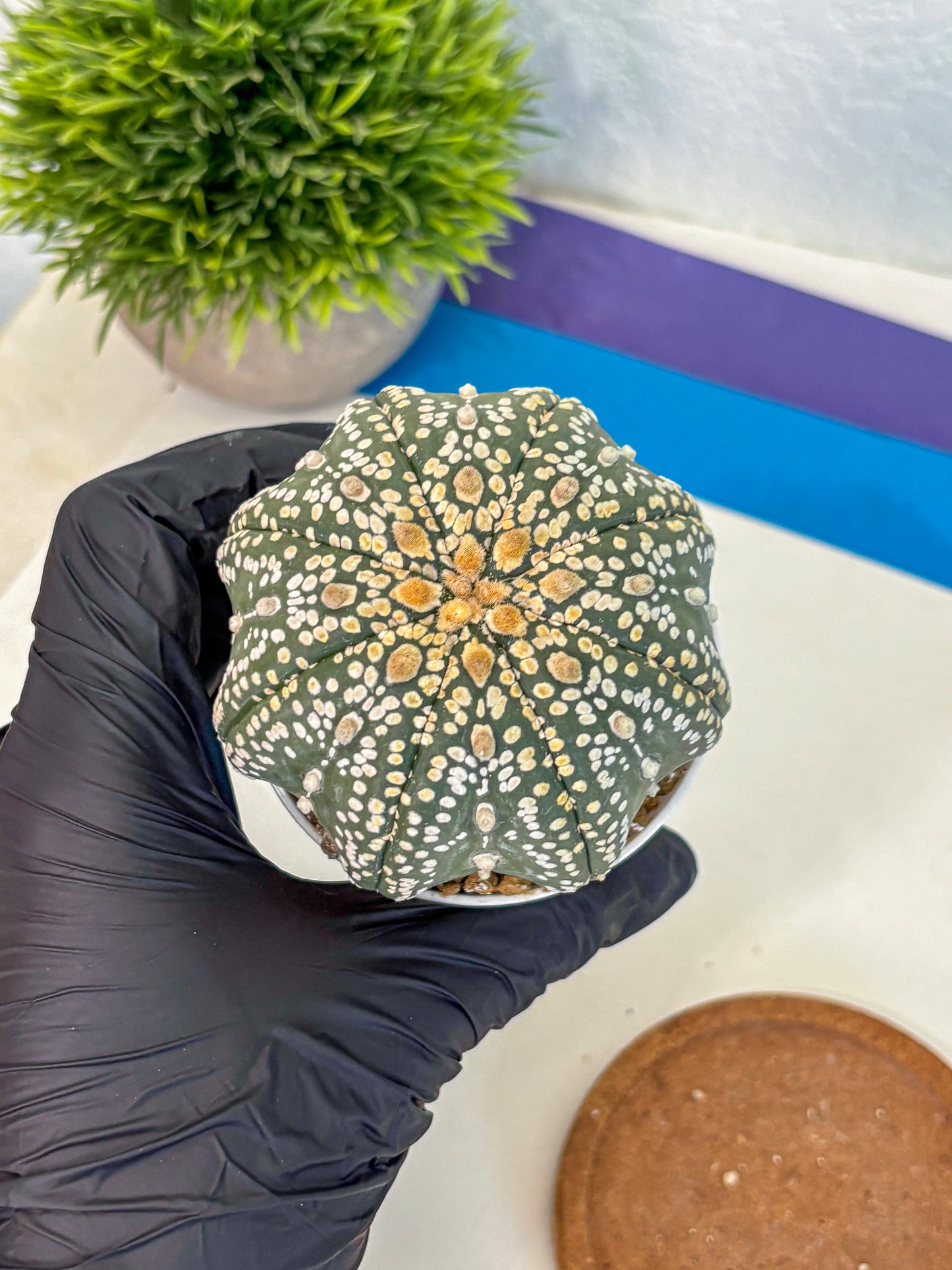 Astrophytum Super Kabuto (at10) (09) | sand dollar cactus