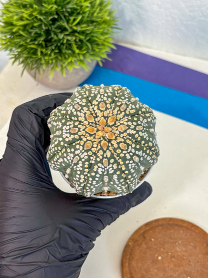 Astrophytum Super Kabuto (at10) (09) | sand dollar cactus