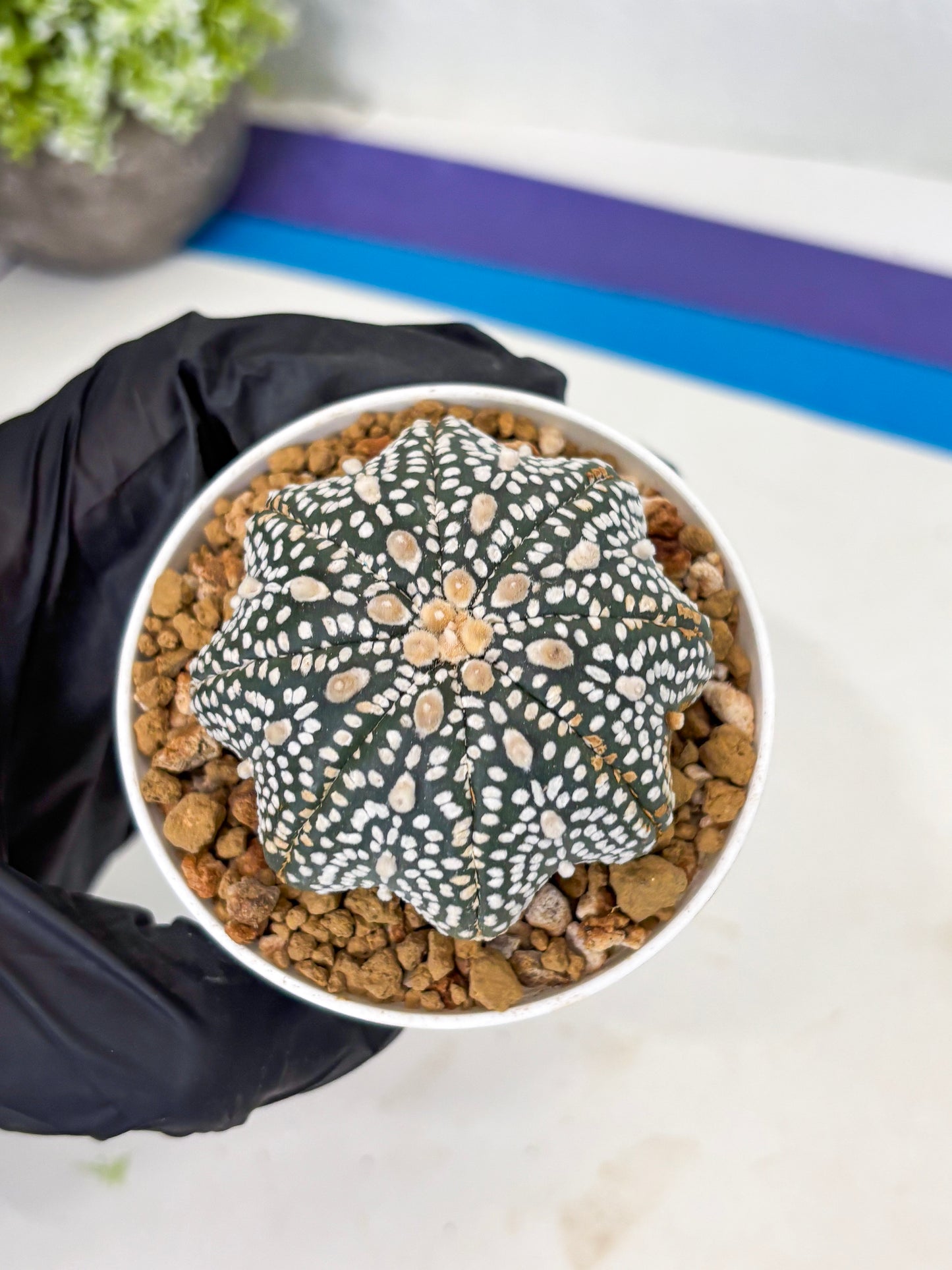 Astrophytum Star Shape (at3) (p3) | Very Rare Cactus