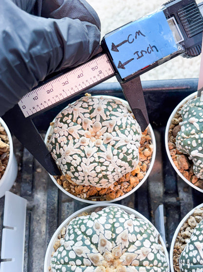 Astrophytum V-Type (T8) (b7) | SHIP from USA