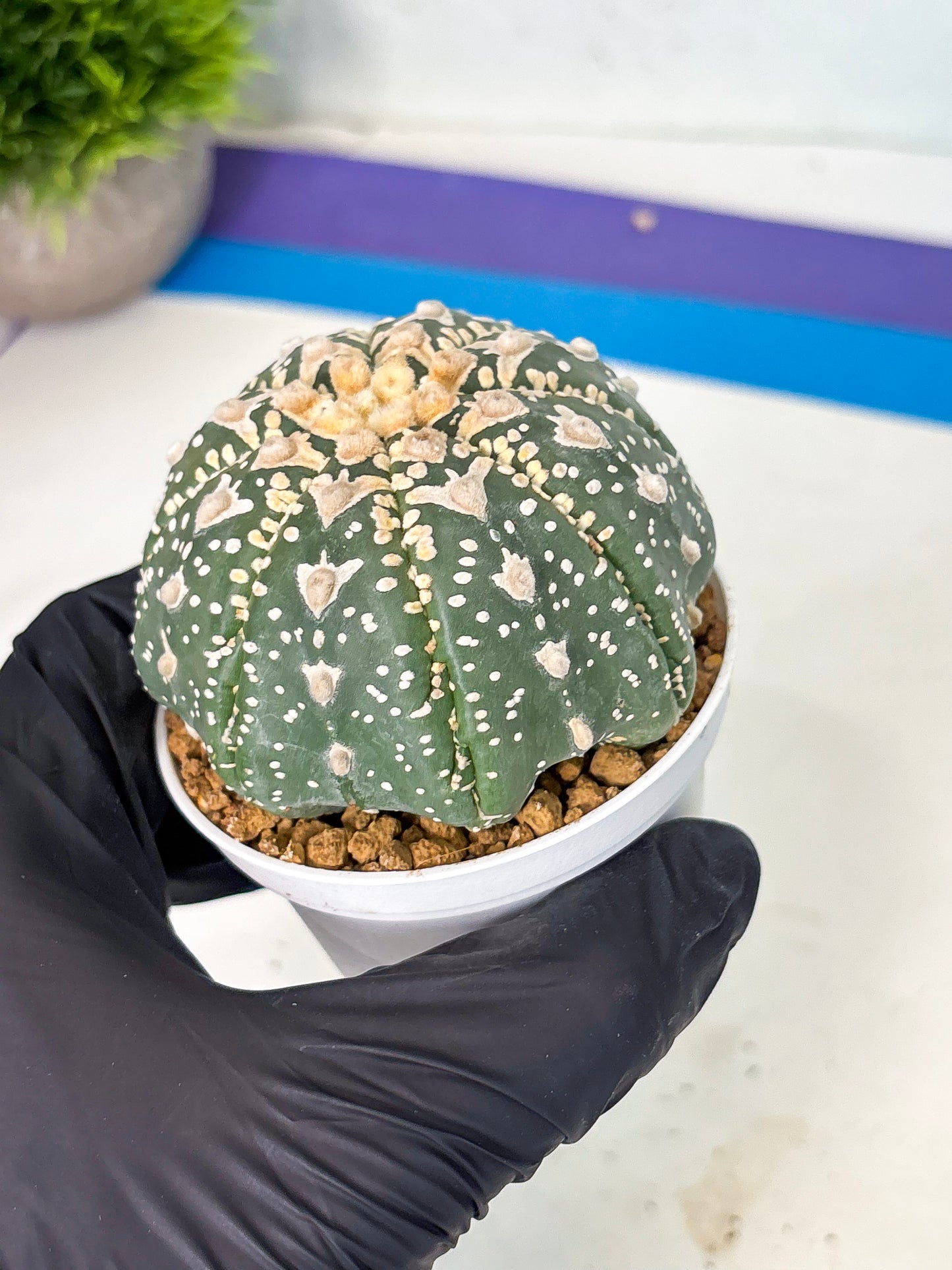 Astrophytum V-Type (at6) (y3) | Rare Star Cactus
