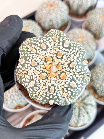 Astrophytum Super Kabuto (t7) (y6) | Imported Plants | 3" Pot