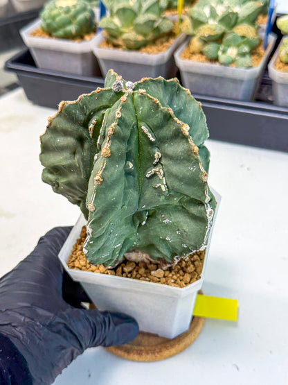 Astrophytum myriostigma 'Fukuryu' (yy) | Desert Plant