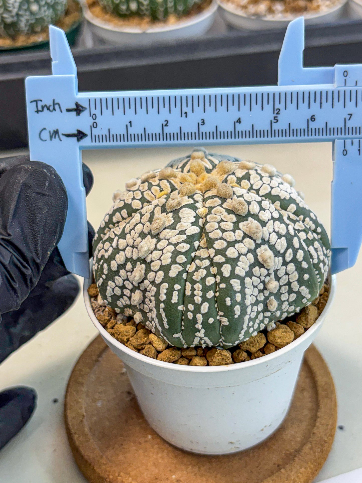 Astrophytum 5-Ribs (at7) (y7) | Living Rocks
