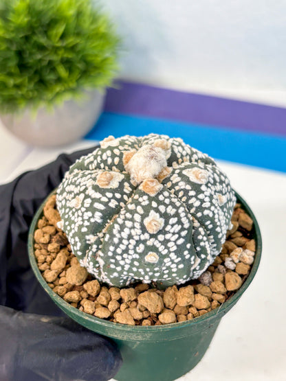 Astrophytum Fukuryu (at8) (08) | Rare Plant | Succulent Cactus