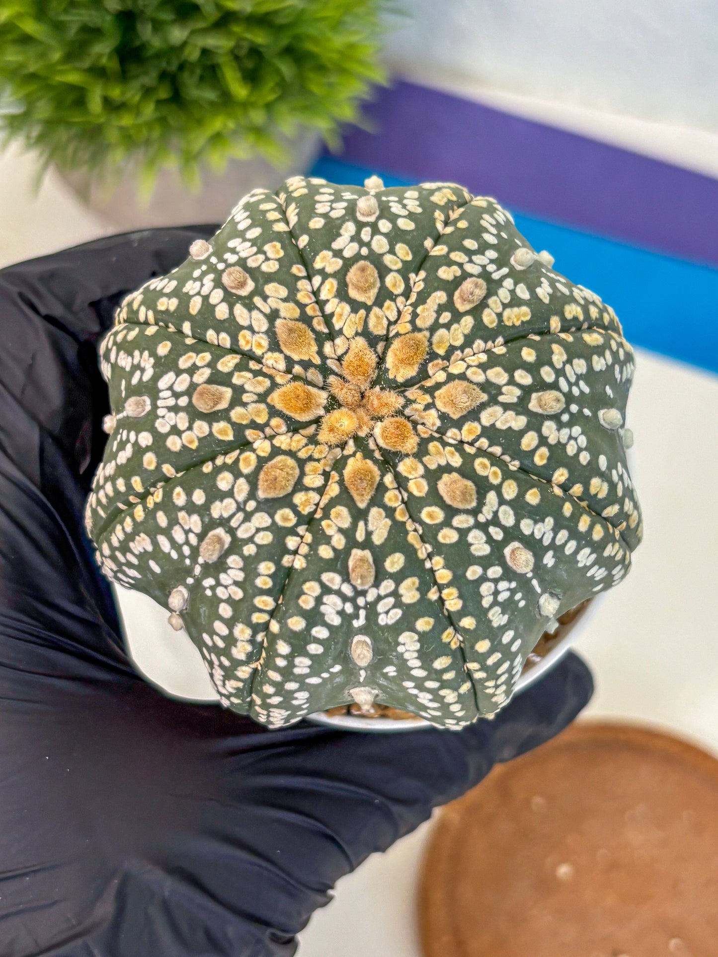Astrophytum Super Kabuto (at10) (09) | sand dollar cactus