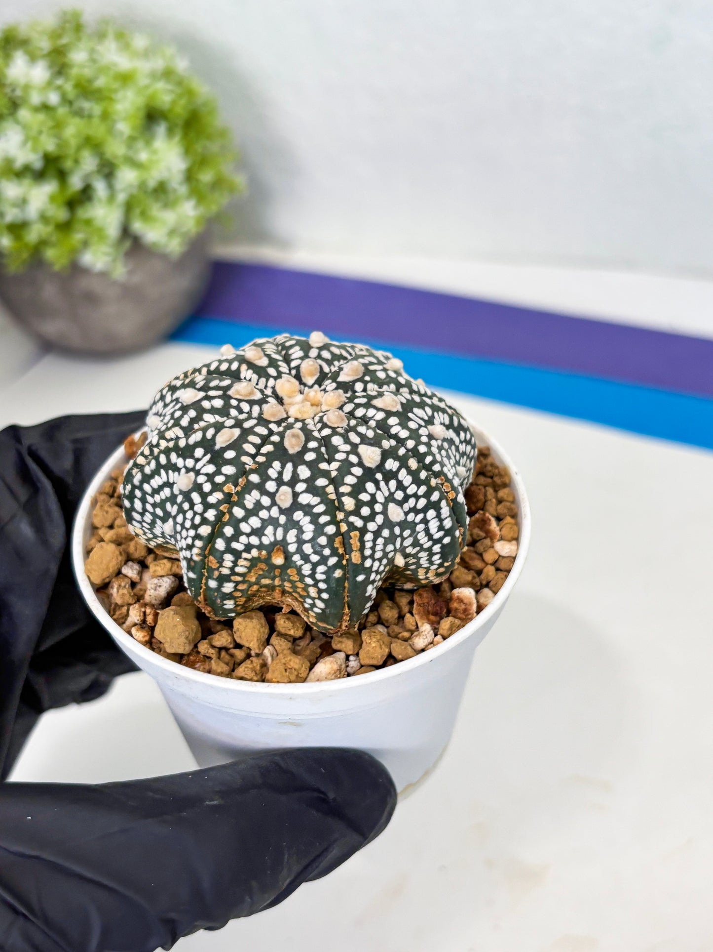 Astrophytum Star Shape (at3) (p3) | Very Rare Cactus