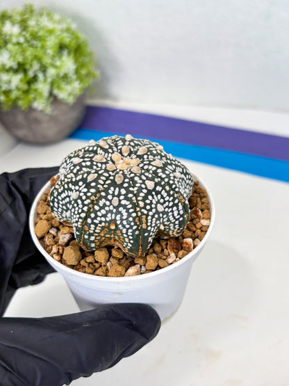 Astrophytum Star Shape (at3) (p3) | Very Rare Cactus