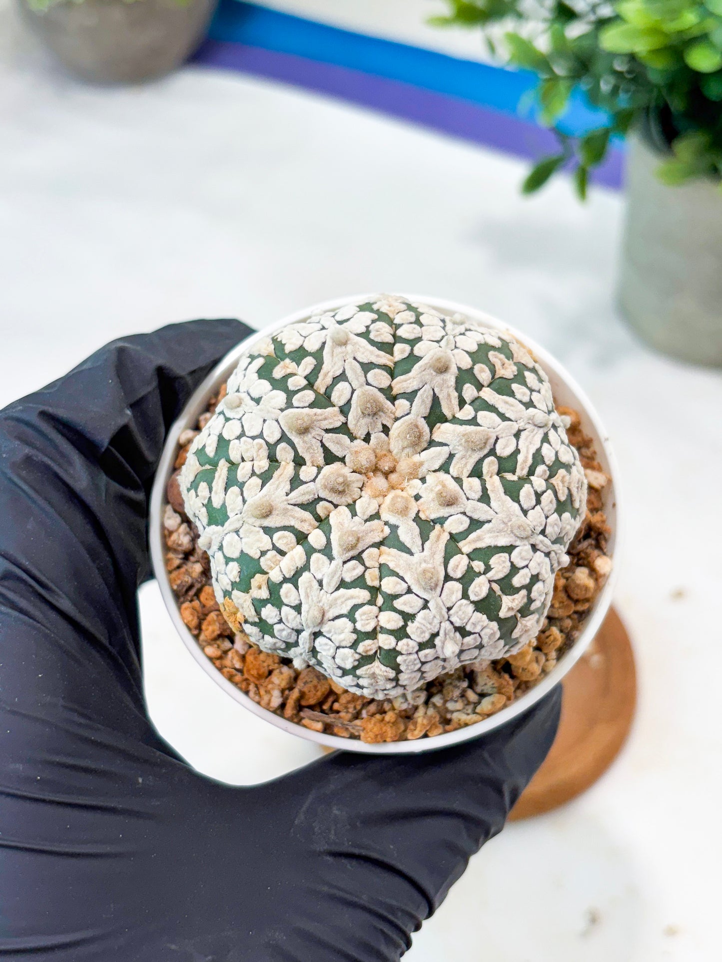 Astrophytum V-Type (T8) (b7) | SHIP from USA