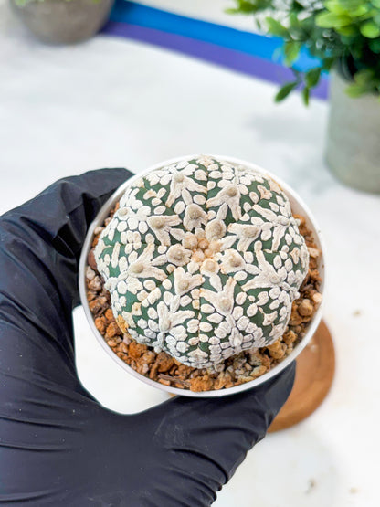 Astrophytum V-Type (T8) (b7) | SHIP from USA