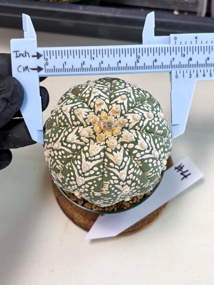 Astrophytum V-Type (at6) (y4) | Rare Star Cactus