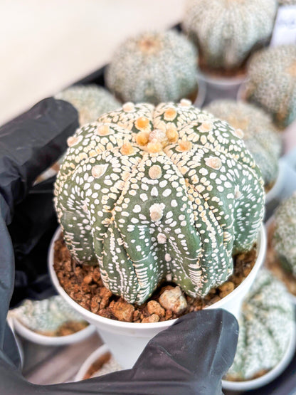 Astrophytum Super Kabuto (t7) (y6) | Imported Plants | 3" Pot