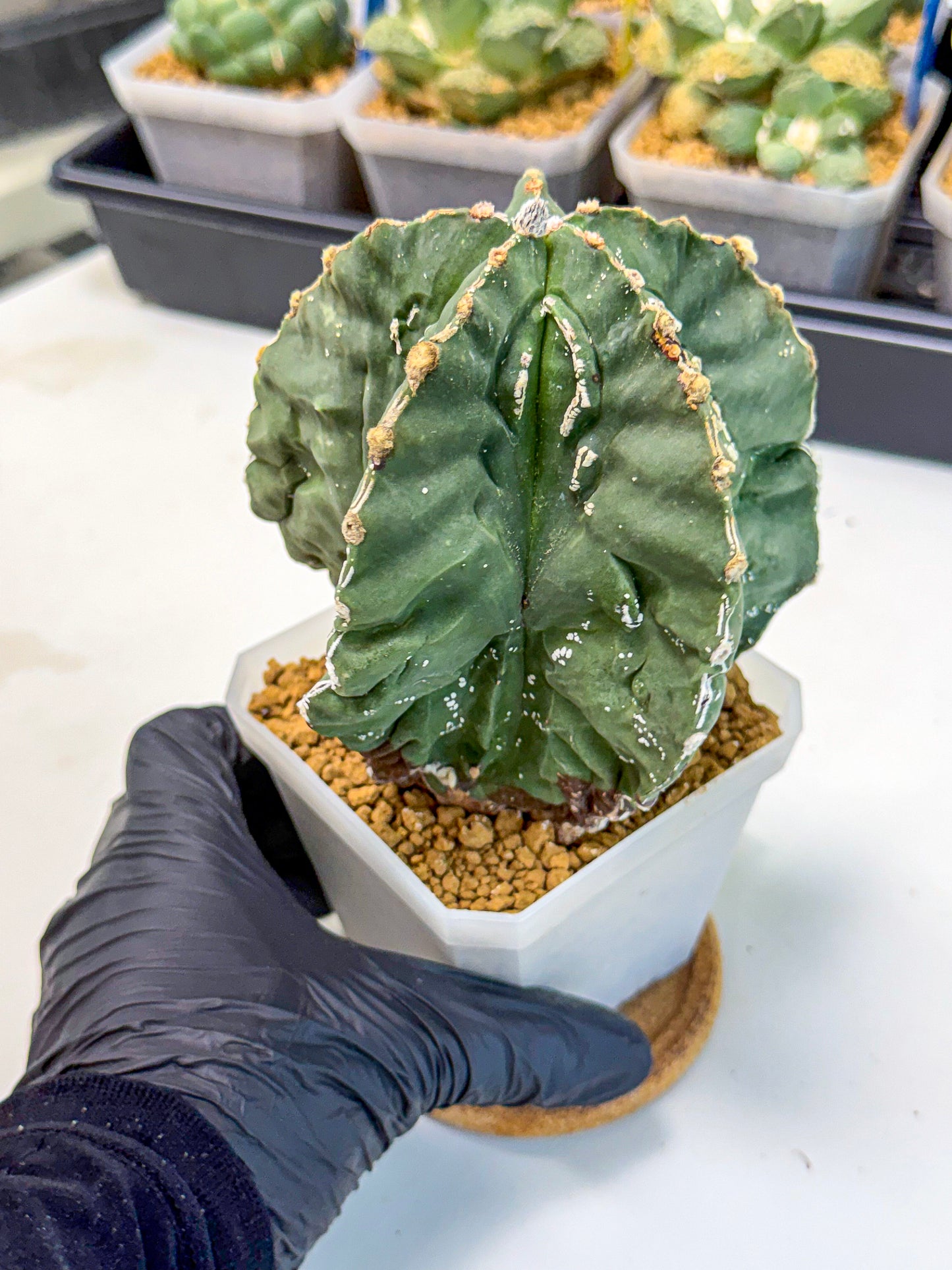 Astrophytum myriostigma 'Fukuryu' (yy) | Desert Plant