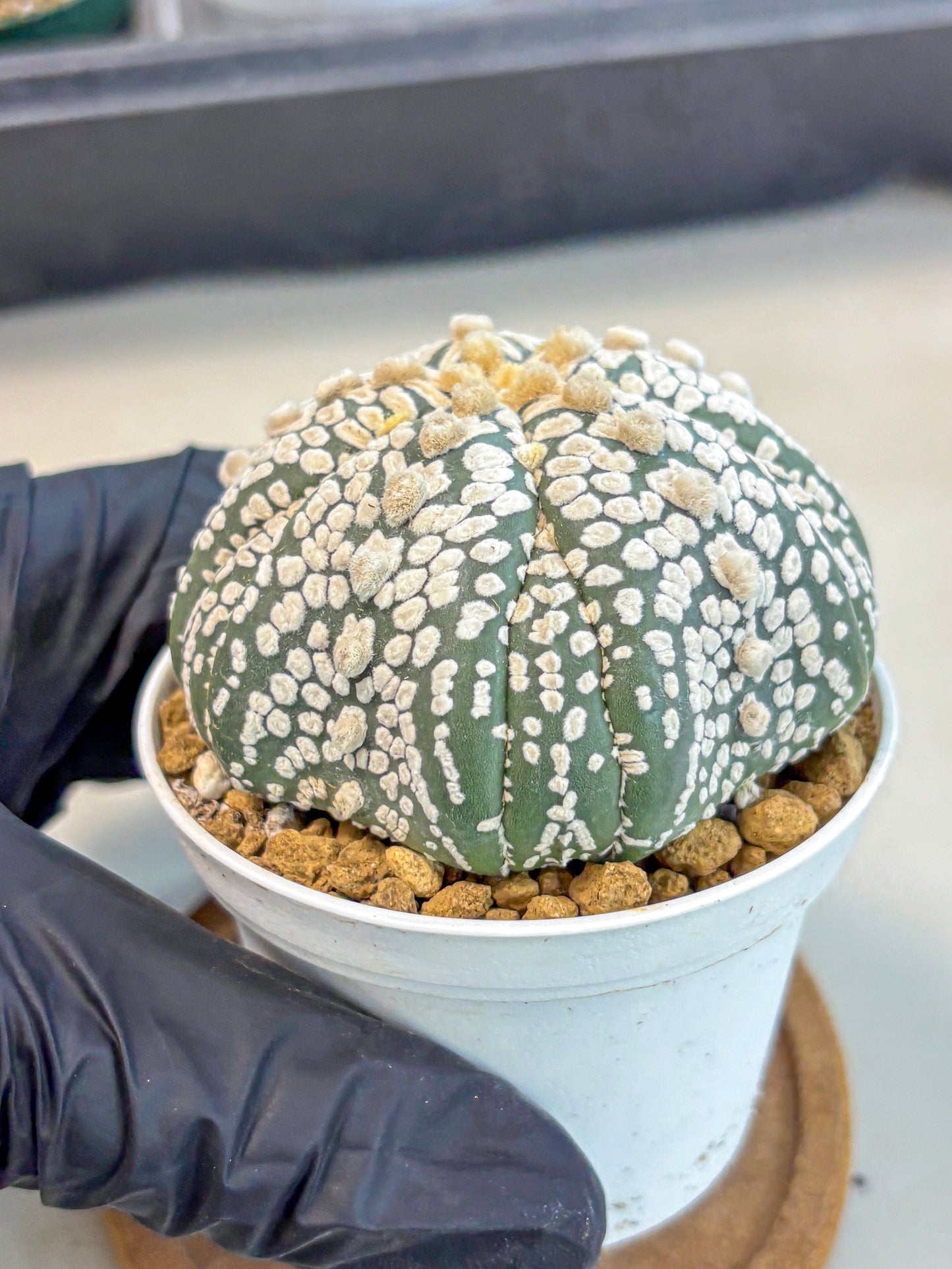 Astrophytum 5-Ribs (at7) (y7) | Living Rocks