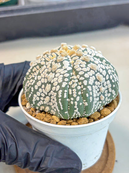 Astrophytum 5-Ribs (at7) (y7) | Living Rocks