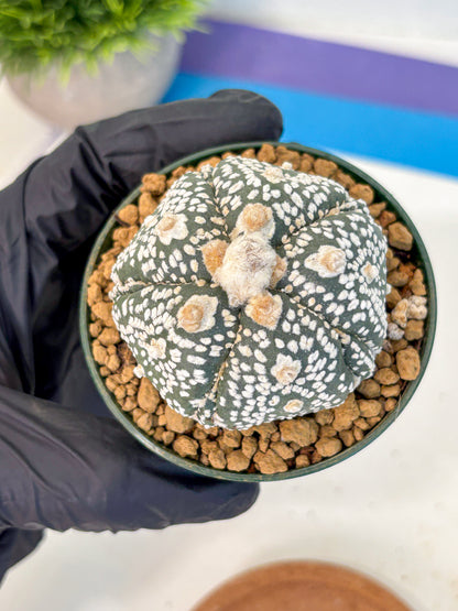 Astrophytum Fukuryu (at8) (08) | Rare Plant | Succulent Cactus