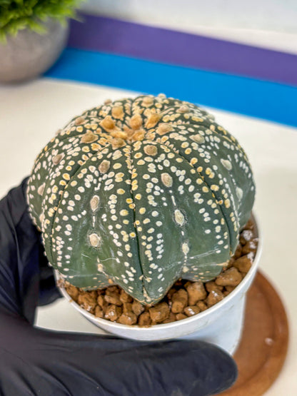 Astrophytum Super Kabuto (at10) (09) | sand dollar cactus