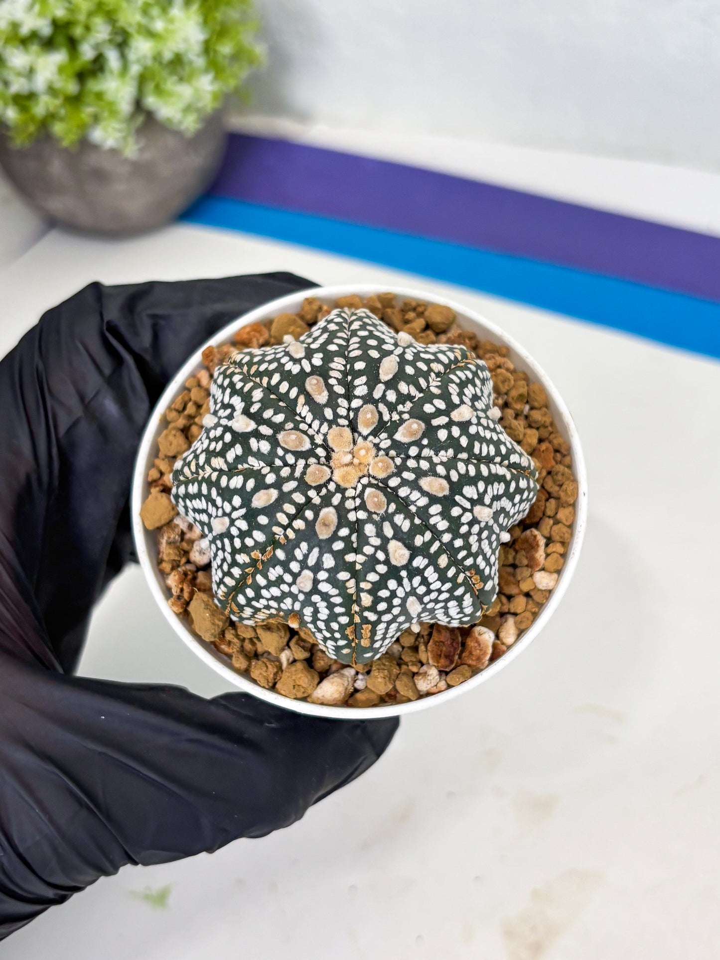 Astrophytum Star Shape (at3) (p3) | Very Rare Cactus