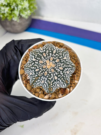 Astrophytum Star Shape (at3) (p3) | Very Rare Cactus