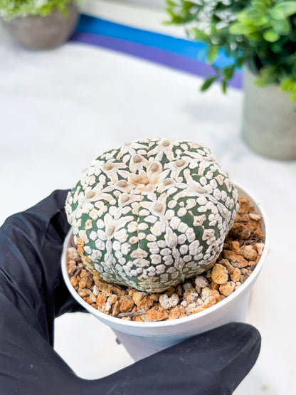 Astrophytum V-Type (T8) (b7) | SHIP from USA