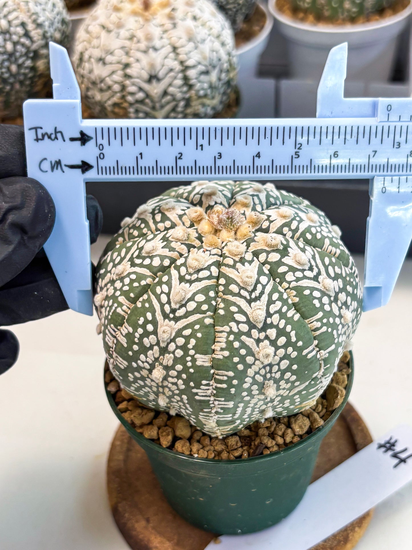 Astrophytum V-Type (at6) (y4) | Rare Star Cactus