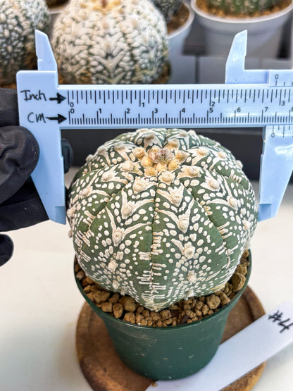 Astrophytum V-Type (at6) (y4) | Rare Star Cactus