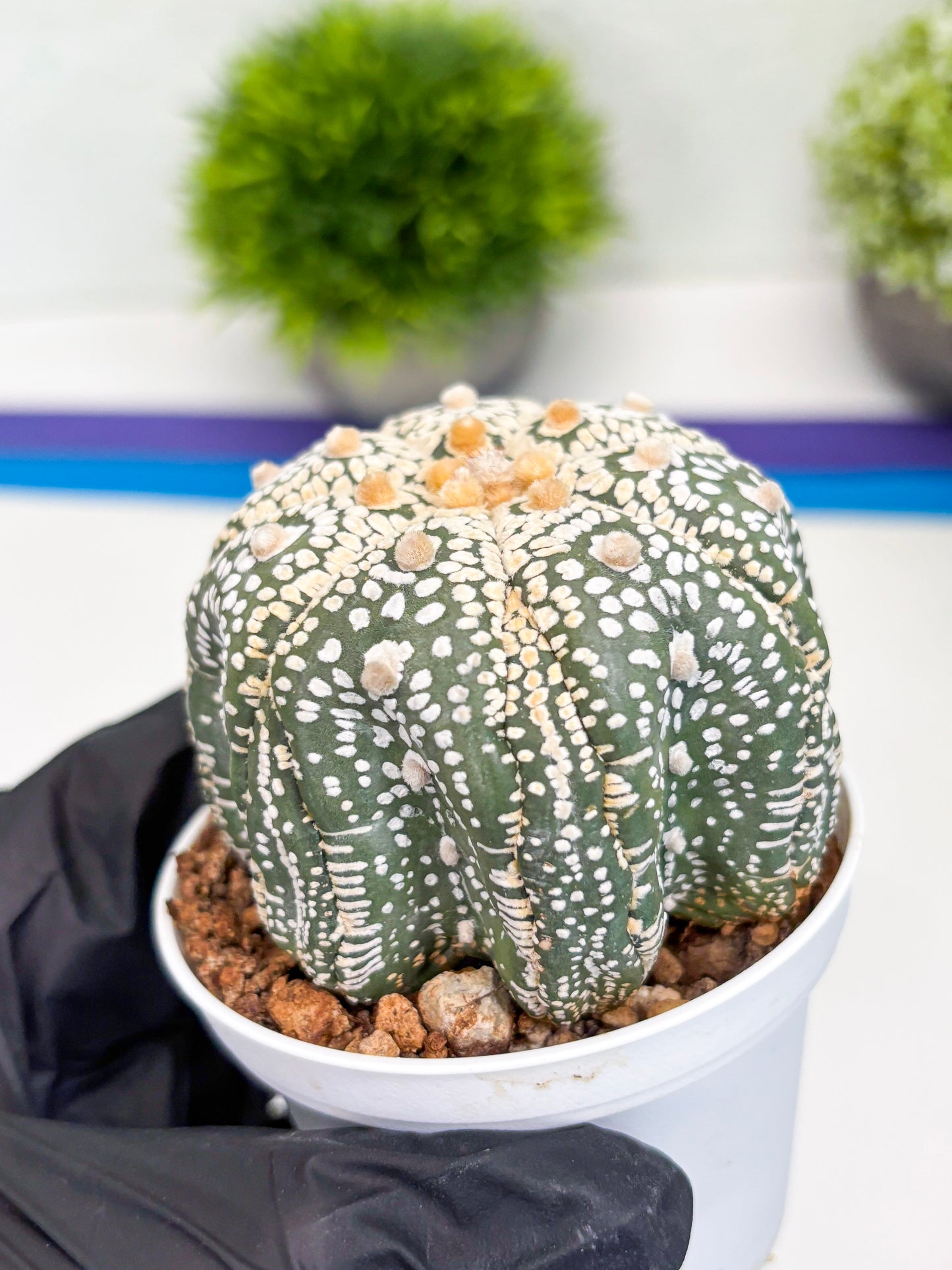 Astrophytum Super Kabuto (t7) (y6) | Imported Plants | 3" Pot