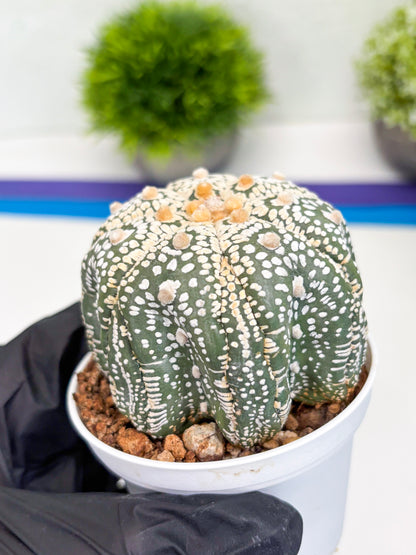 Astrophytum Super Kabuto (t7) (y6) | Imported Plants | 3" Pot