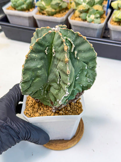 Astrophytum myriostigma 'Fukuryu' (yy) | Desert Plant