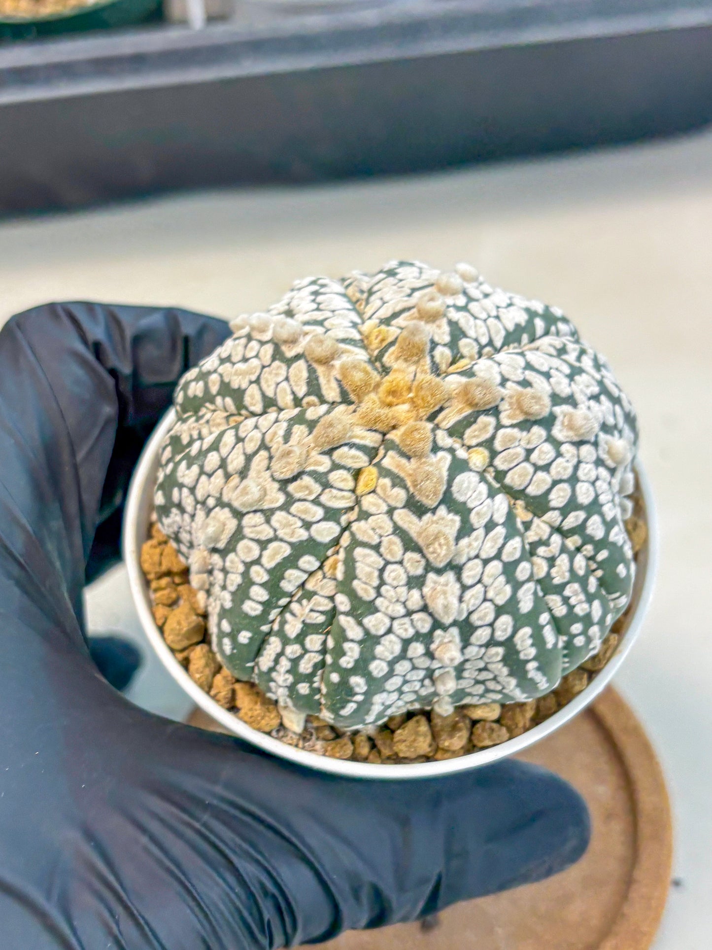 Astrophytum 5-Ribs (at7) (y7) | Living Rocks