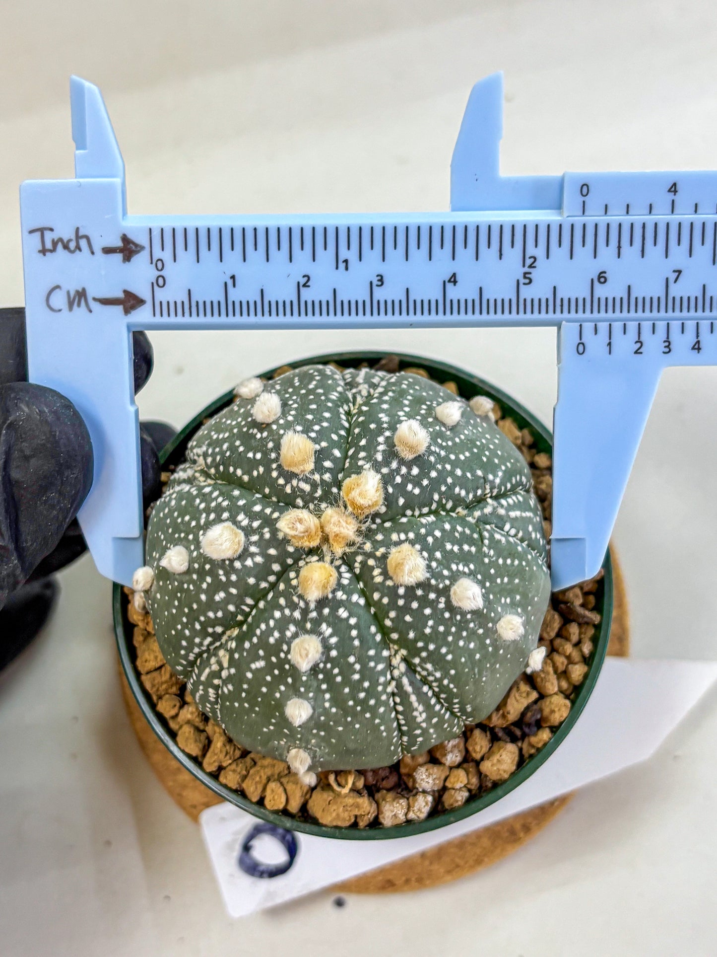 Astrophytum Fukuryu (at8) (09) | Rare Plant | Succulent Cactus