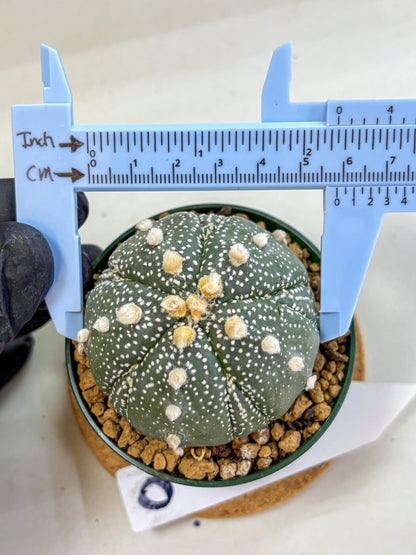Astrophytum Fukuryu (at8) (09) | Rare Plant | Succulent Cactus