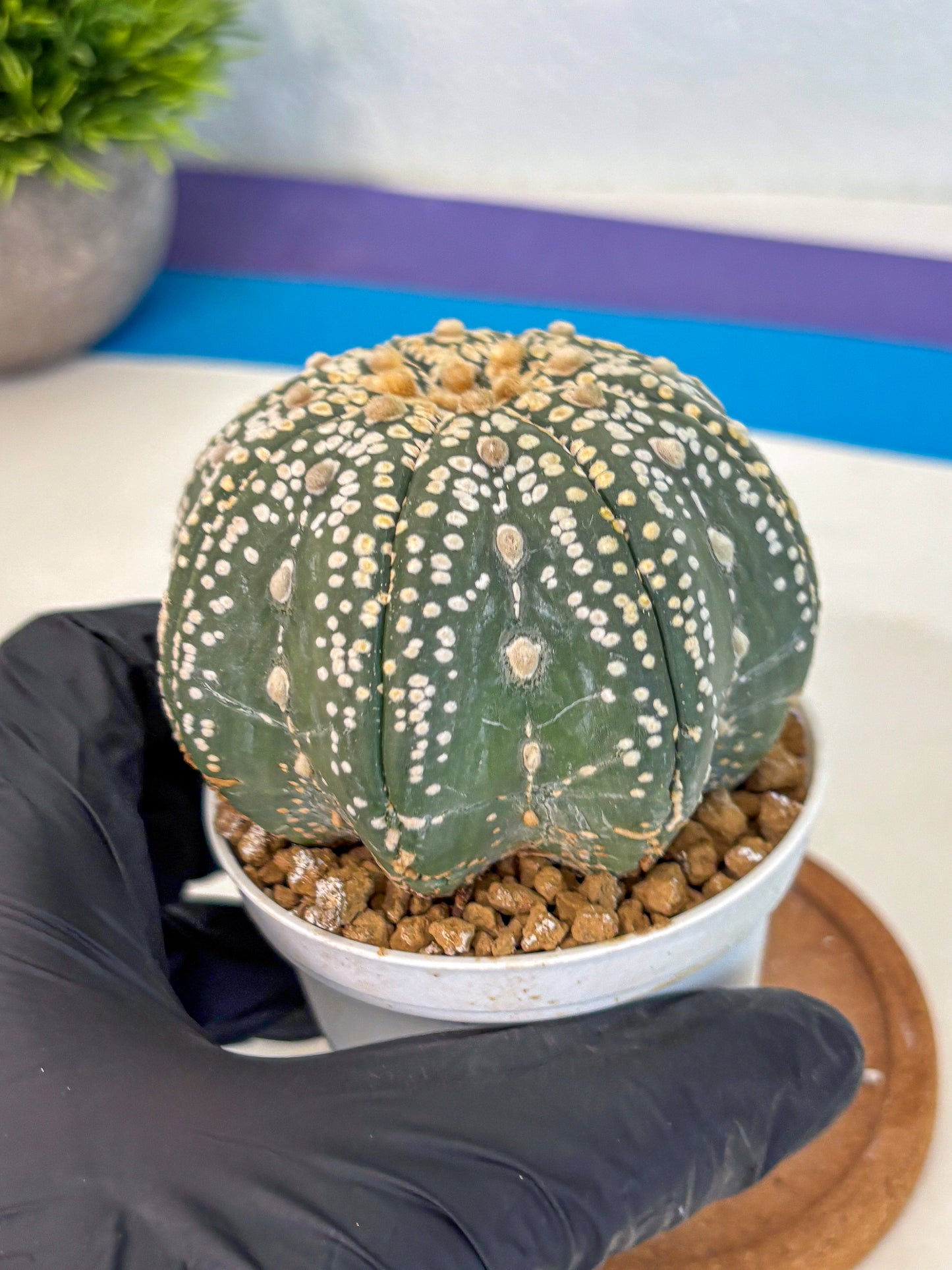Astrophytum Super Kabuto (at10) (09) | sand dollar cactus