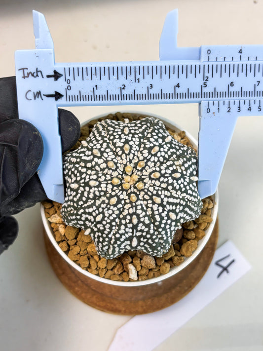 Astrophytum Star Shape (at3) (p4) | Very Rare Cactus