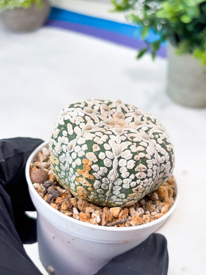 Astrophytum V-Type (T8) (b7) | SHIP from USA