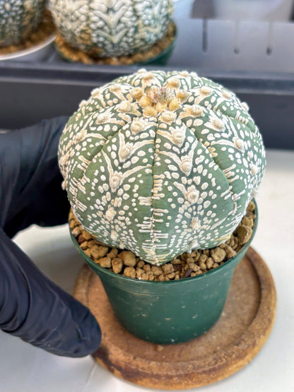 Astrophytum V-Type (at6) (y4) | Rare Star Cactus