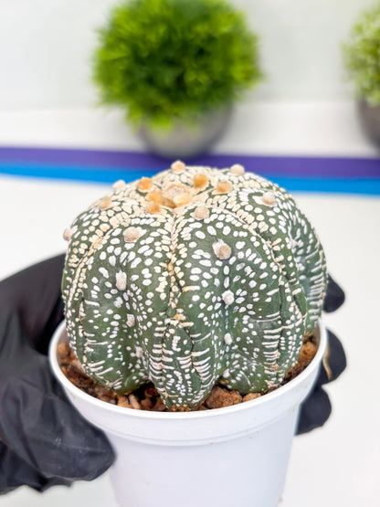 Astrophytum Super Kabuto (t7) (y6) | Imported Plants | 3" Pot