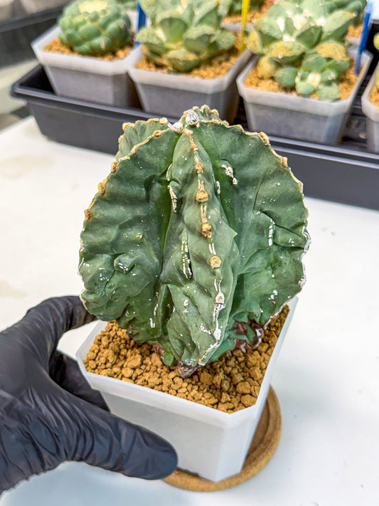 Astrophytum myriostigma 'Fukuryu' (yy) | Desert Plant