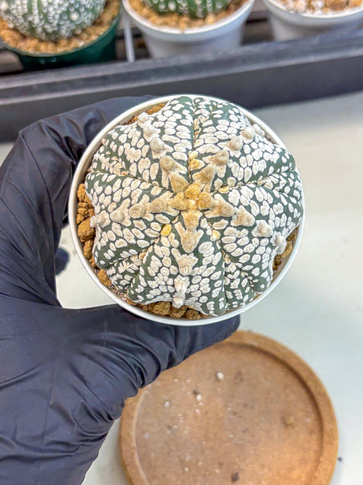 Astrophytum 5-Ribs (at7) (y7) | Living Rocks