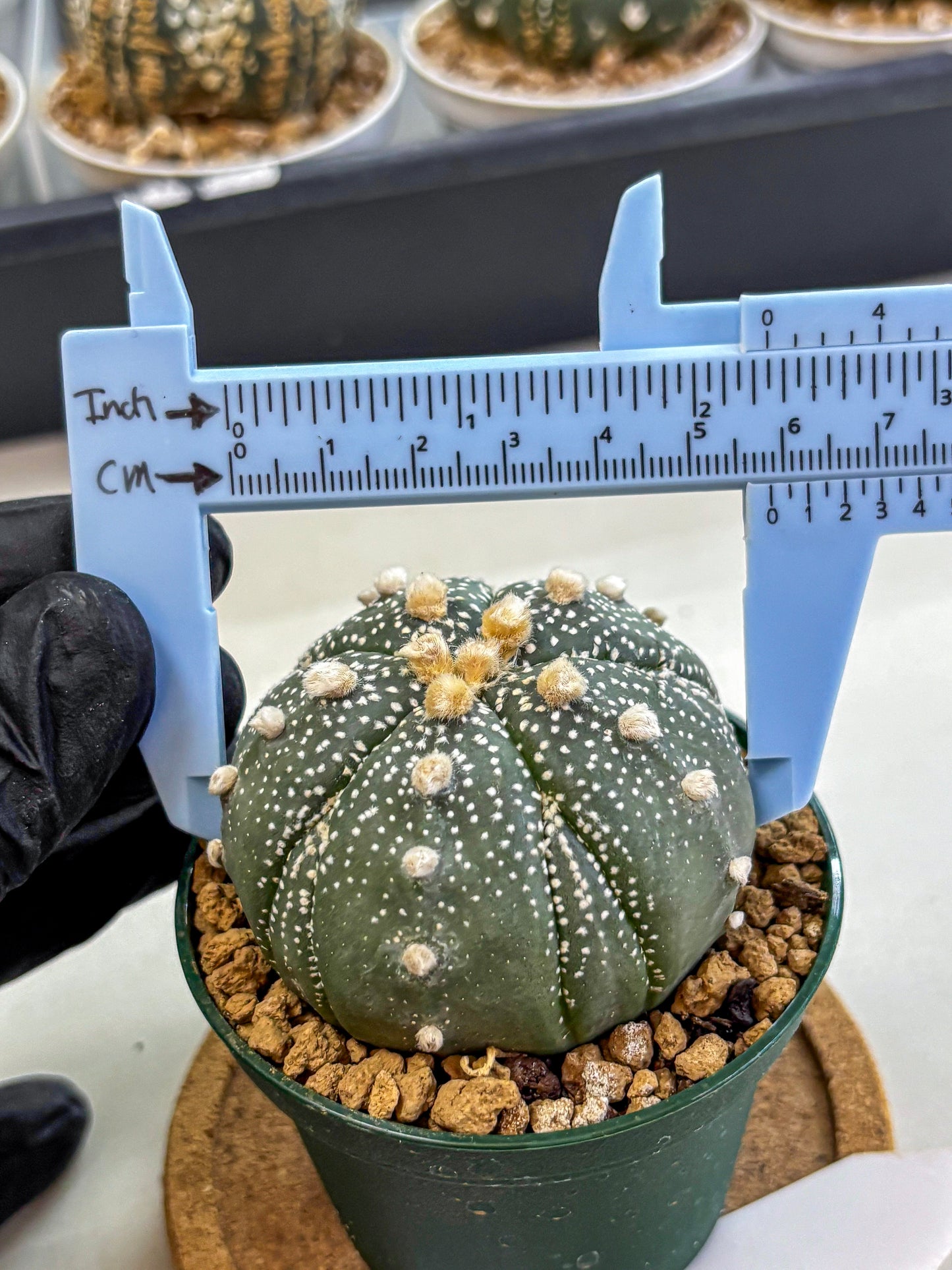 Astrophytum Fukuryu (at8) (09) | Rare Plant | Succulent Cactus