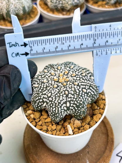 Astrophytum Star Shape (at3) (p4) | Very Rare Cactus