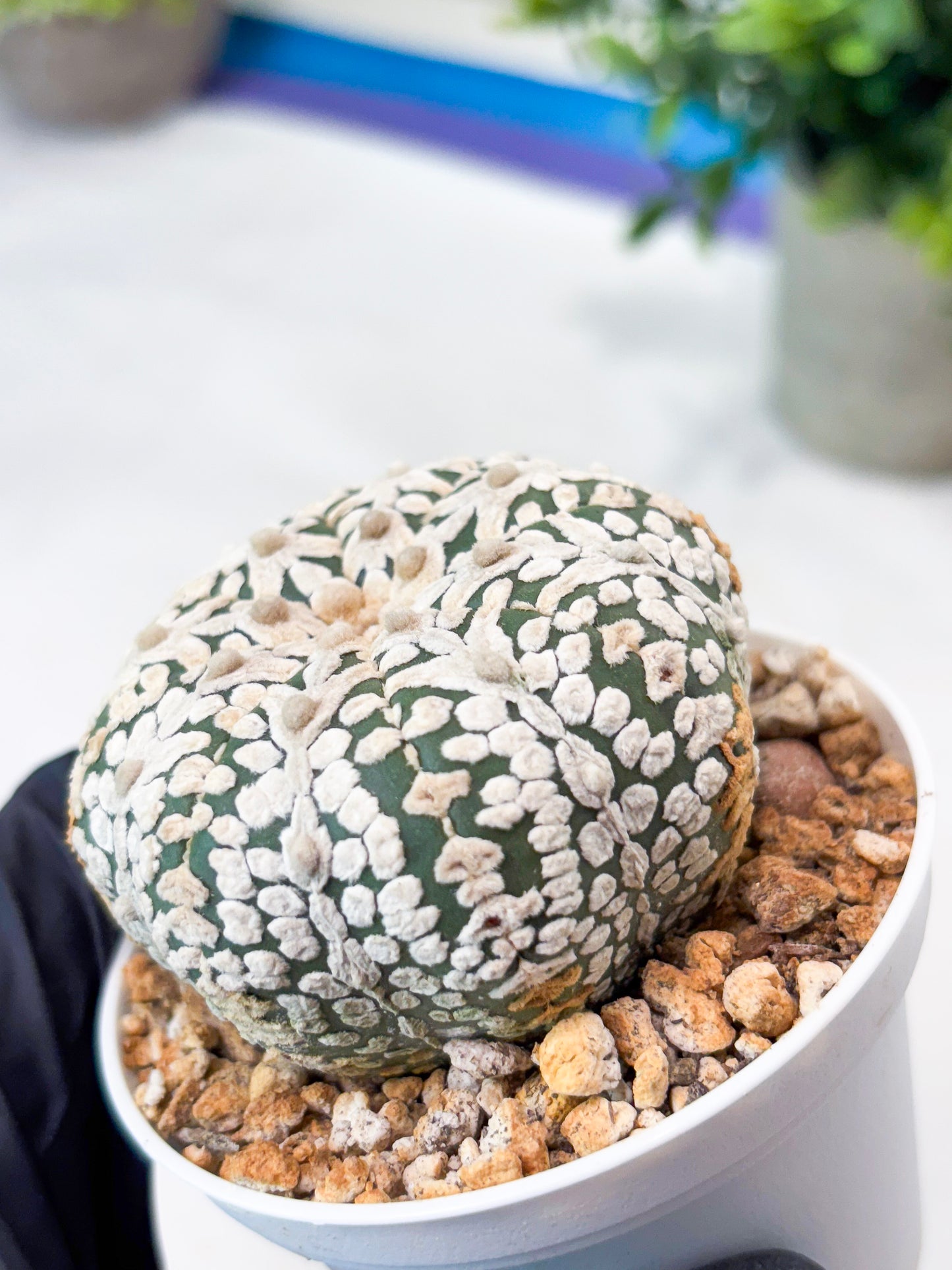Astrophytum V-Type (T8) (b7) | SHIP from USA
