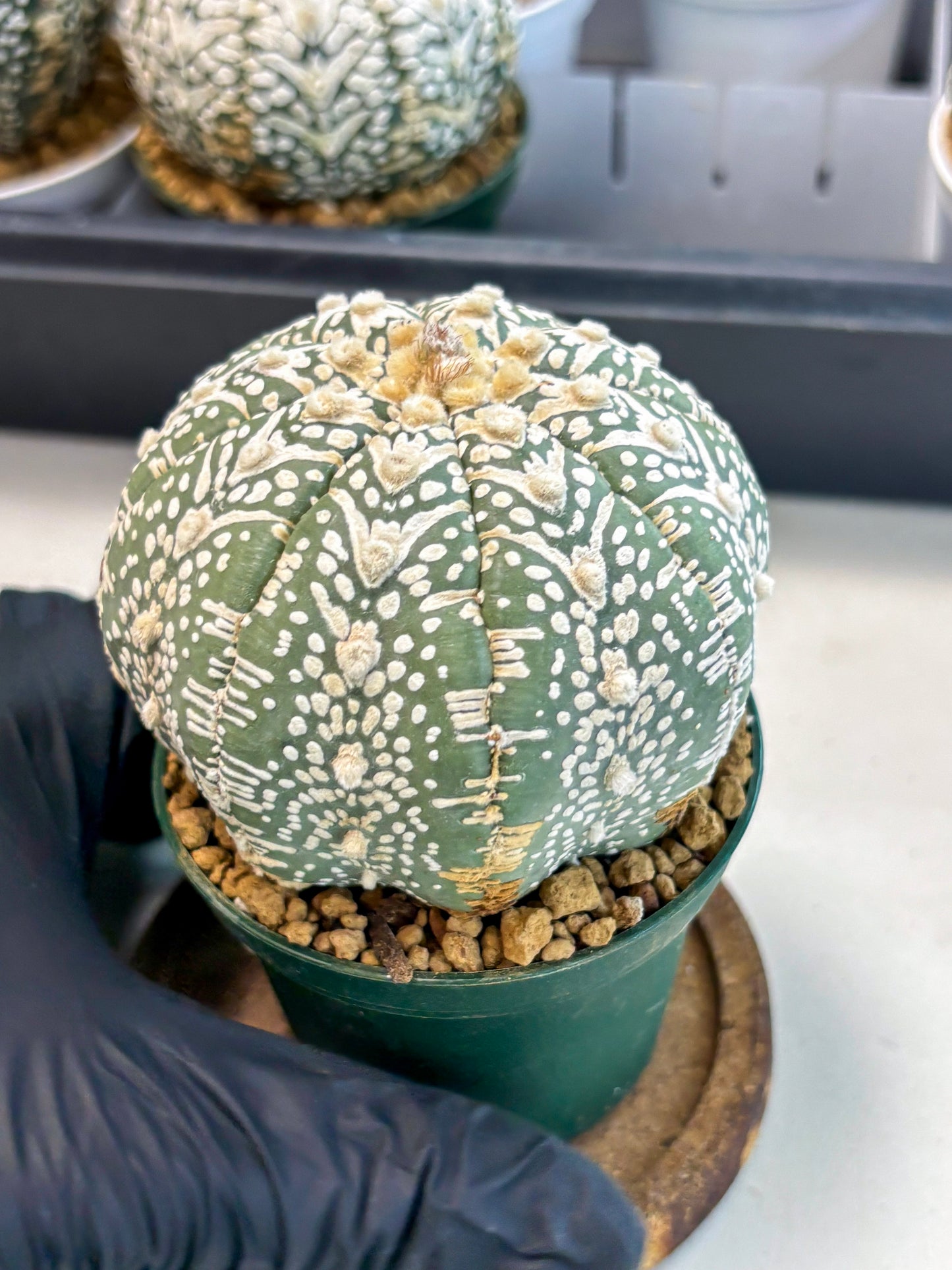 Astrophytum V-Type (at6) (y4) | Rare Star Cactus